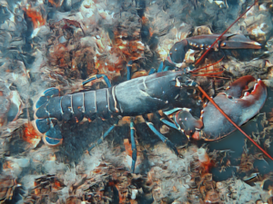 Lobster Day lobster