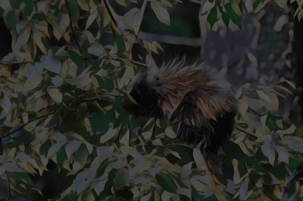 Porcupine