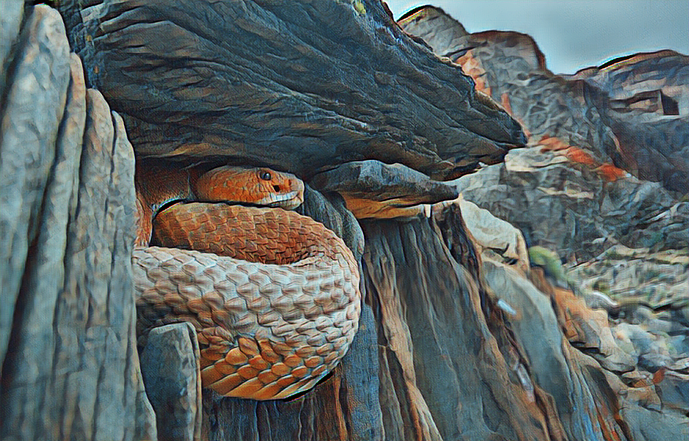 Grand Canyon subspecies rattlesnake
